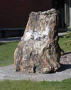 Petrified palm stump